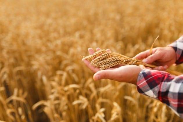 사진=게티이미지뱅크 11월 11일 농업인의 날 /사진=게티이미지뱅크 제공