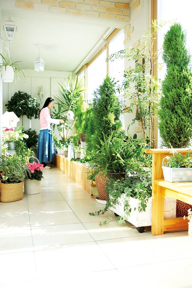 실내 공기 오염을 줄이기 위해서는 천연 공기정화기인 식물을 기르거나 자주 환기를 해야 한다.[중앙포토]