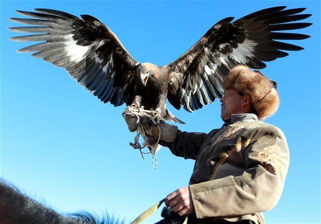 13일(현지시간) 키르기스스탄의 베르쿠치(매 또는 독수리를 부려 사냥하는 사람)가 야생 검독수리를 다루고 있다. 키르기스스탄에선 매년 이맘때 전통적인 독수리 사냥 축제인 ‘살부룬(Salburun)’을 열고 있다. [이식쿨=EPA연합뉴스]