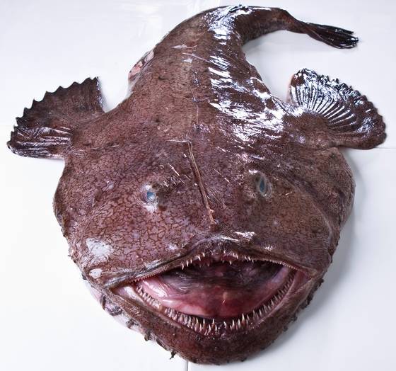 아귀는 입이 몸의 절반을 넘을 정도로 크다. 먹이를 통째로 삼켜 위에서 녹여 영양을 섭취한다. 실제로 아귀를 사다가 조리해보면 멀쩡한 생선이 통째로 나오는 경우가 많다. ‘아꾸 먹고 가자미 먹고’라는 속담도 있다. [중앙포토]