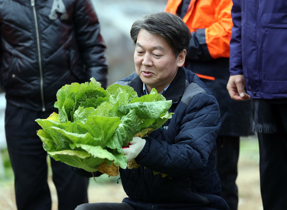 안철수 국민의당 대표가 17일 오후 서울 암사동 텃밭에서 직접 밑동을 베 수확한 배추를 보고 있다. 박종근 기자