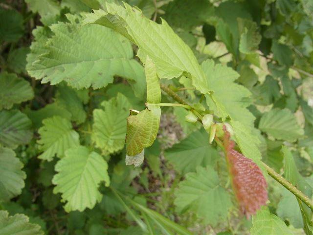 거위벌레 요람이 식물 줄기에 매달려 있다. 거위벌레가 만든 요람은 잎이 시드는 과정에서 스스로 땅에 떨어진다. 국립생태원 제공