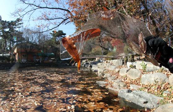 서울 아침 최저기온이 영하 6.6도를 기록한 19일 오전 서울 우이동 백련사 인근 보로 막아놓은 계곡물이 낙엽과 함께1cm 두께로 얼었다. 강정현 기자