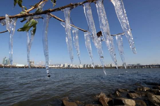 서울지역 최저기온이 영하 6.6도를 기록한 19일 서울 여의도 한강시민공원 물가 나뭇가지에 고드름이 열렸다. 김상선 기자