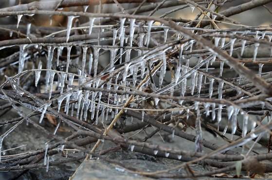 19일 서울 여의도 한강시민공원 물가 나뭇가지에 고드름이 열렸다. 기상청은 다음주 수요일만 기온이 조금 올랐다가 다시 떨어져 한 주 동안 최저기온이 영하권에 머물겠다고 예보했다. 김상선 기자