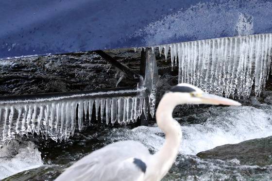 서울 최저기온 영하 6.6 를 기록한 19일 오후 서울 청계천 광교인근에 고드름이 달려있다. 왜가리 한 마리가 먹이를 찾아 이동하고 있다. 김경록 기자