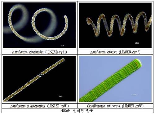 분리·배양한 냄새 물질 원인 남조류 [환경부 제공=연합뉴스]