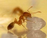 /위키미디어 커먼스