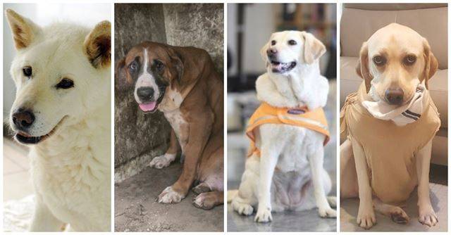 대한민국에서 대형견들은 힘들게 살아 간다. 마당개로 살다가 보호소에서 생을 마감한 백구(왼쪽부터), 개농장에서 구조된 나라, 안내견으로 활동하다가 은퇴한 미담, 사회관계망서비스(SNS)에서 스타견이 된 밀란. 동물자유연대, HSI, 삼성화재안내견학교, 오혜진씨 제공