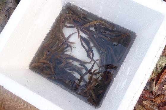 추두부에 넣을 씨알 잔 미꾸라지. 자연산이 아니라 양식한 것이다.