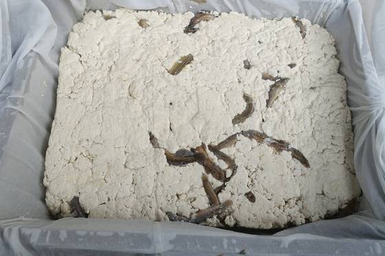 굳힌 추두부는 입자의 결착이 성글고 보기에도 일반 두부와 질감이 다르다. 미꾸라지는 겉으로 드러난 게 많은데 발상지인 중국의 산둥에서 추두부 만드는 걸 여러 번 봤다는 참석자 안미란씨는 그곳에서는 미꾸라지가 겉으로 드러나지 않게 만들었다고 했다.