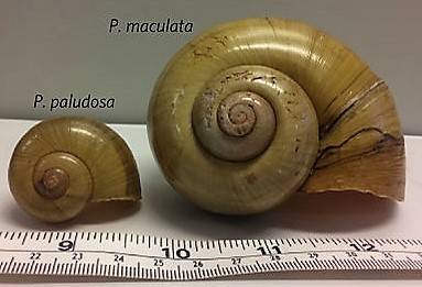 에버글레이즈 습지의 외래종 우렁이(오른쪽)는 토종 우렁이(왼쪽)보다 2~5배 크다. 외래종이 토종을 밀어내자, 짧은 부리로 먹기 힘들어진 우렁이솔개는 개체 수가 급격히 줄었다. 로버트 플래처 제공