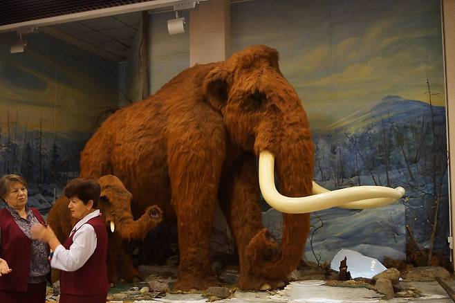 러시아 하바로브스크 자연사박물관에 전시돼 있는 매머드 모형. 강찬수 기자