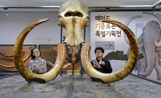 2016년 열렸던 매머드 기증표본 특별기획전 김성태 프리랜서