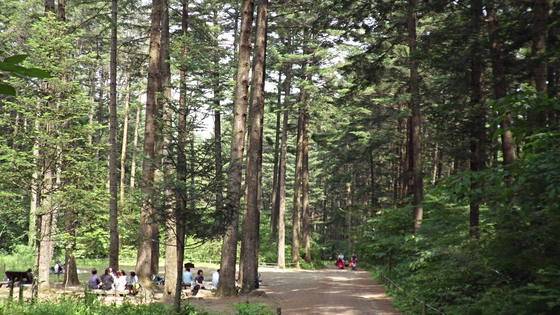 나무가 우거진 숲은 물이 많은 사주와 궁합이 맞다. [사진 김순근]