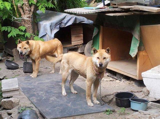 재개발을 앞두고 주인이 떠난 빈집에 개들이 묶여서 지내고 있다. 일부 주민들은 개만 빈집에 놔둔 채 새끼를 낳게 해 팔거나 식용으로 도축한다. 카라 제공