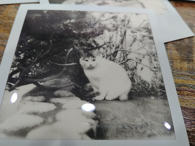 폴라로이드 원스텝2로 촬영한 사진