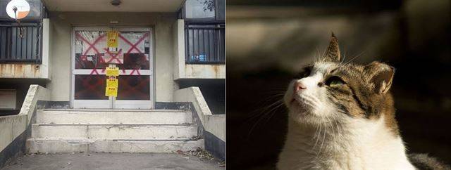둔촌주공아파트의 철거된 단지(왼쪽)와 중성화된 둔촌동 길고양이의 모습(오른쪽). '둔촌냥이' 페이스북
