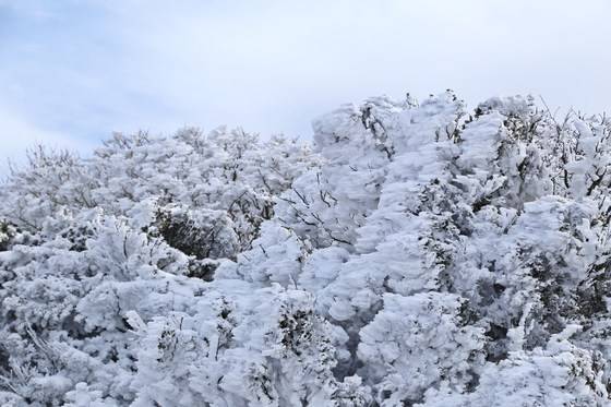 평생 볼 일 없을 거라 생각했던 한라산 눈꽃.