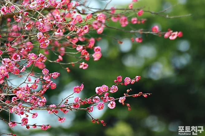 1월, 부산 유엔공원, 엄동설한에 핀 홍매화 by 계수나무/최계영