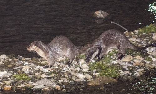광주천에 나타난 수달 [광주일보 제공=연합뉴스]