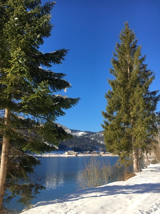 눈밭 위의 새파란 가문비 나무는 자연이 만들어낸 크리스마스 트리 효과를 톡톡히 낸다. 홍주희 기자