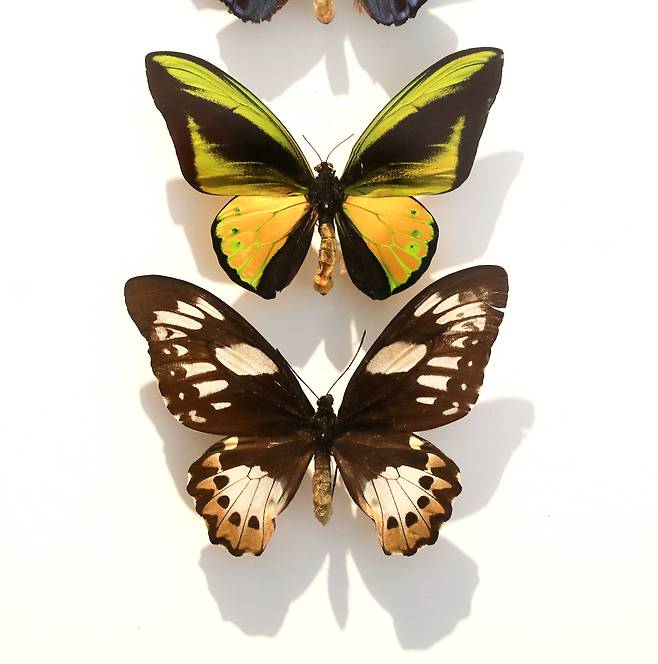 경기도 가평 이화원 나비생태관에 전시되어 있는 알렉산드라나비(퀸 알렉산드라 버드윙 제비나비). 임현동 기자