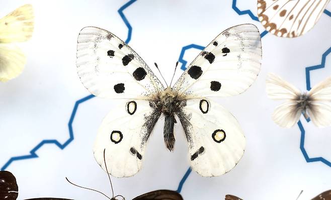 붉은점모시나비. 임현동 기자