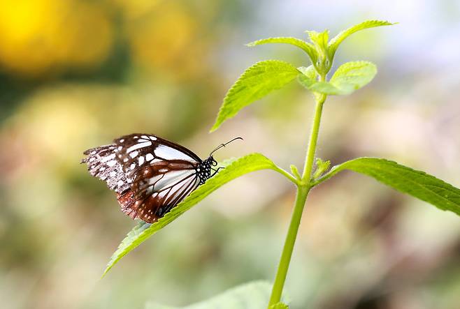 왕나비가 21일 오전 경기도 가평 이화원 나비생태관에서 풀잎에 앉아 날개를 말리고 있다. 임현동 기자