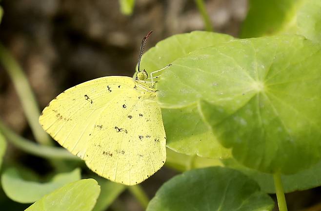 남방노란나비. 한반도에서는 경상도와 전라도, 제주도 등 남부지방에 분포한다. 임현동 기자