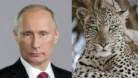 푸틴은 카리스마 넘치는 표범상.