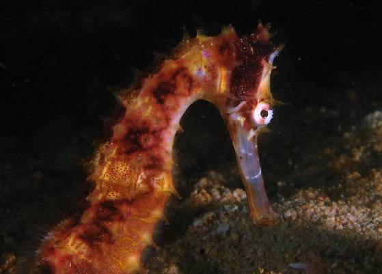 붉은빛이 돌던 해마. [사진 박동훈]