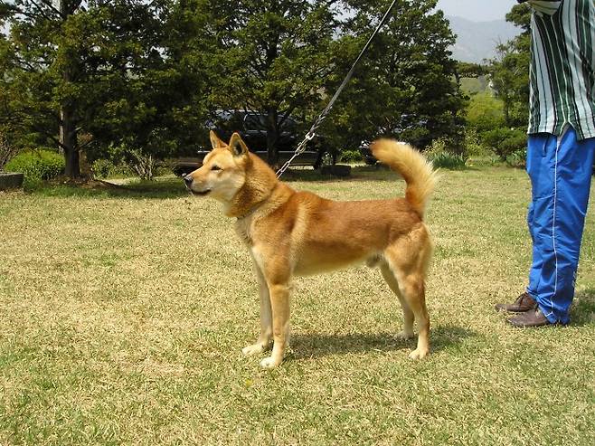 진돗개 - 한국생명공학연구원 제공