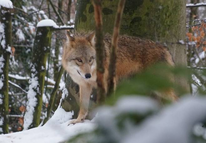 늑대 - Albinfo(W) 제공