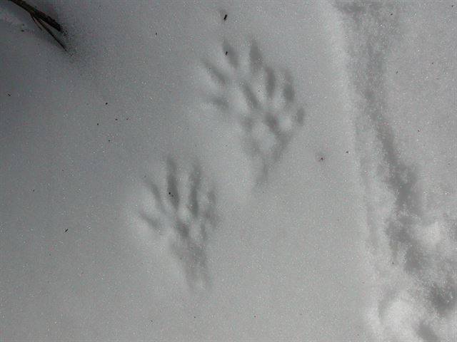 족제비는 허리가 길고 다리가 짧아 두 발로 뛰어 다는 것이 일반적이다. 올 경우 눈이 쌓인 다음날 우리 주변에 남은 족제비의 흔적을 찾아보자.