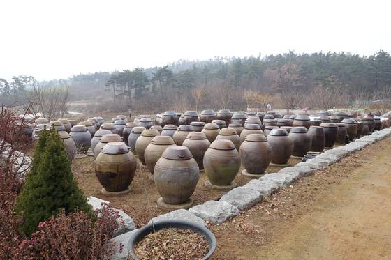 앞마당엔 큰 항아리 80~90개가 줄 맞춰 앉아있는 장독대가 있다. 노란 페인트 칠을 한 듯 가지가 노란 나무들은 황금회화나무다.