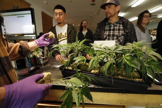 21세 성인은 여섯 그루 이하의 소규모 대마식물 재배도 가능하다.