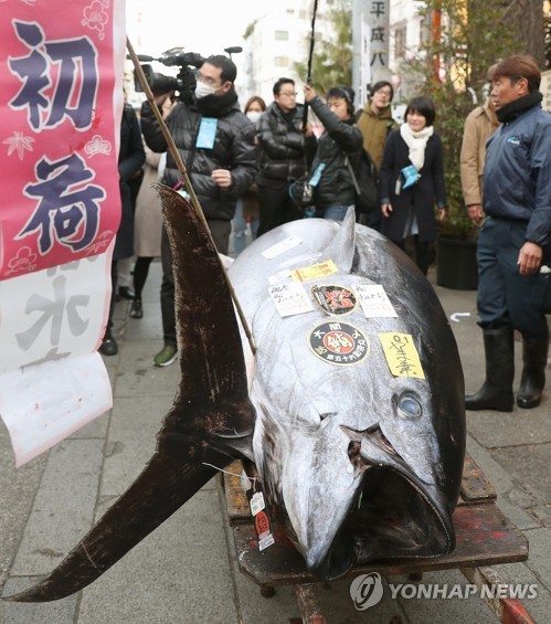 일본 쓰키지시장 첫 경매서 최고가 기록한 참치 (도쿄 교도=연합뉴스) 일본 최대 수산물시장인 도쿄(東京) 쓰키지(築地)시장에서 5일 열린 새해 첫 참치 경매에서 최고가인 3천645만엔(약 3억4천318만원)에 낙찰된 아오모리(靑森)현 오마(大間)산 405㎏짜리 참다랑어.       2018.1.5      choinal@yna.co.kr