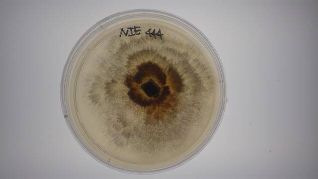 잎이나 줄기 속에 사는 내생균은 그 종류도 다양하고 같은 종이라도 숙주생물이 어떤 형태인지에 따라 그 모습과 상호작용이 달라진다. 샬레에 내생균을 배양한 모습. 국립생태원 제공