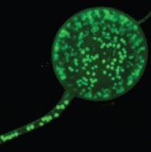 나무 뿌리에서 식물과 공생하는 수지상균이 가진 '다유전체' 구조. 수지상균은 하나의 작은 포자에 600~3,000개의 다양한 유전체가 있는데 숙주 식물과의 상호작용에 따라 각각 다른 방식으로 발현된다. 국립생태원 제공