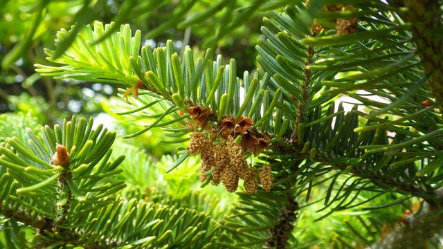 2017년 5월 경기 가평군 화악산에 자생하는 분비나무의 수꽃. 멸종이 우려되는 침엽수림의 복원을 위해서는 나무를 숙주로 삼은 공생균의 연구가 필수다. 국립생태원 제공