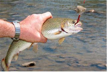 낚싯바늘에 걸린 물고기 [중앙포토]