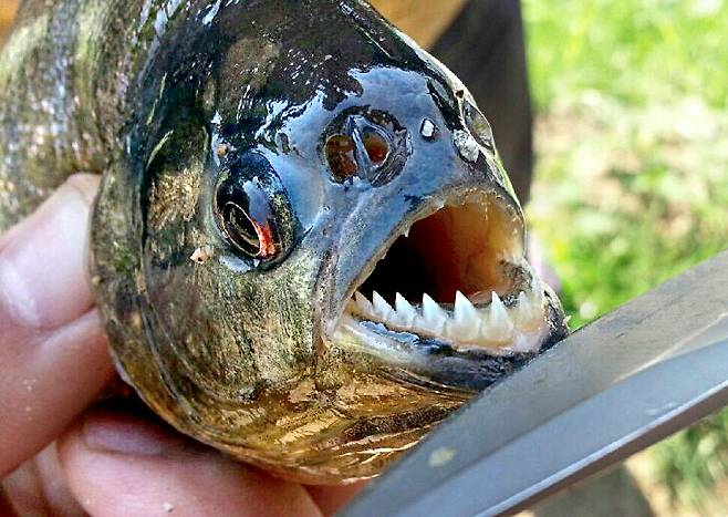 2015년 강원도 횡성군 마옥저수지에서 발견된 피라냐. 원주지방환경청은 이 저수지에서 발견된 피라냐와 레드파쿠의 유출을 막기 위해 저수지 수문을 폐쇄하고 이를 포획했다. [중앙포토]