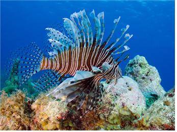 쏠배감펭은 지느러미를 그물처럼 사용해 먹이를 잡는다. [중앙포토]