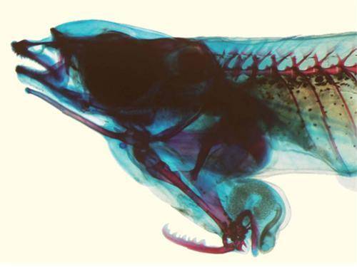 턱 부분에 생식기를 가진 물고기. [중앙포토]