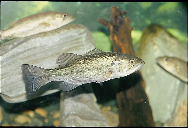 외래종 물고기인 배스 [중앙포토]