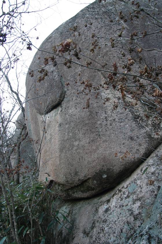 속리산 조는 강아지. [사진 김순근]