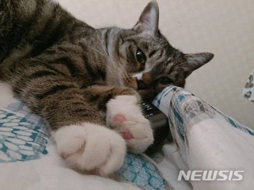 【서울=뉴시스】 다수 애묘인들은 '도도함', '줄듯 말듯한 애교'를 고양이들의 매력으로 꼽는다. 2년 전부터 반려묘를 키우고 있는 조모(29)씨도 "사람을 귀찮아하면서도 졸졸 따라다니는 매력이 있다"라며 애정을 표현했다. 사진은 반려묘가 침대에 누워 조씨를 바라보고 있는 모습.