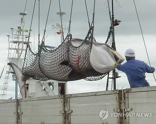 포획된 밍크 고래[연합뉴스 자료사진]