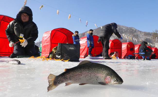2월 25일까지 강원 평창군 진부면에서 평창송어축제가 열린다. [박해윤 기자]